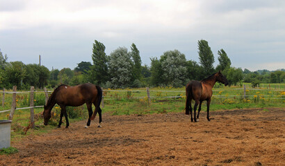 Normandie, chevaux dans la campagne 