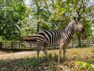 Fototapeta na wymiar Zebra standing in the coop