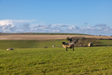Sheep and lambs grazing in rural Sussex,with selective focus
