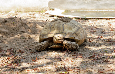 Sulcata Tortoise on the sand
