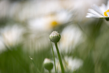 A macro photograph of a daisy bud, with a shallow depth of field