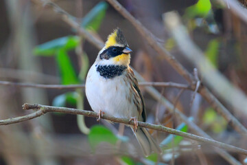 yellow-throated bunting sitting on a tree branch in the forest. 노란턱멧새.