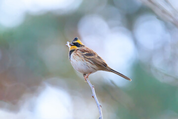 yellow-throated bunting sitting on a tree branch in the forest. 노란턱멧새.