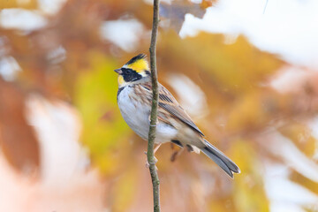 yellow-throated bunting sitting on a tree branch in the forest. 노란턱멧새.