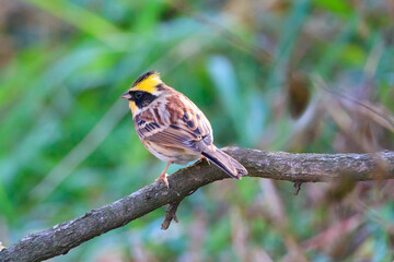 yellow-throated bunting sitting on a tree branch in the forest. 노란턱멧새.