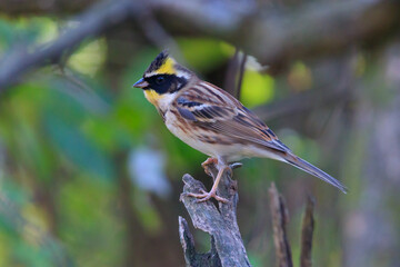 yellow-throated bunting sitting on a tree branch in the forest. 노란턱멧새.