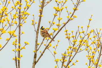 yellow-throated bunting sitting on a tree branch in the forest. 노란턱멧새.