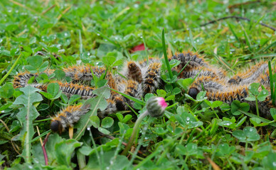 plusieurs chenilles (chenille) processionnaires (processionnaire) du pin dans de l'herbe verte (gazon vert) en troupeau en gros plan (macro) - (thaumetopoea pityocampa)