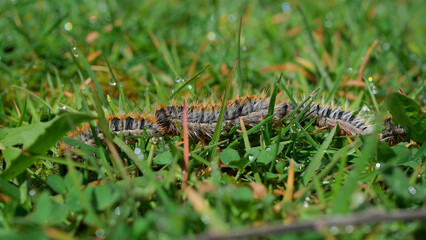 plusieurs chenilles (chenille) processionnaires (processionnaire) du pin dans de l'herbe verte (gazon vert) en troupeau en gros plan (macro) - (thaumetopoea pityocampa)