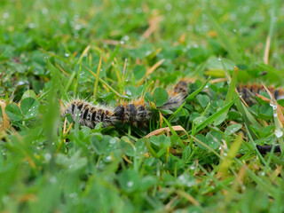 plusieurs chenilles (chenille) processionnaires (processionnaire) du pin dans de l'herbe verte (gazon vert) en troupeau en gros plan (macro) - (thaumetopoea pityocampa)