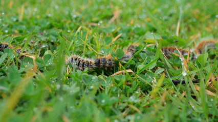 plusieurs chenilles (chenille) processionnaires (processionnaire) du pin dans de l'herbe verte (gazon vert) en troupeau en gros plan (macro) - (thaumetopoea pityocampa)