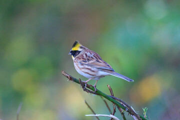 yellow-throated bunting sitting on a tree branch in the forest. 노란턱멧새.