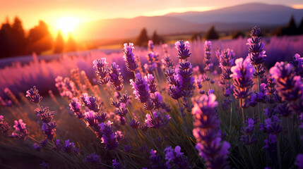 Naklejka premium Close up of lavender flowers in a field at sunset