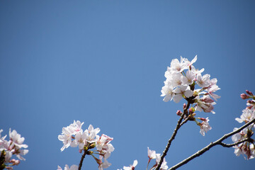 桜の枝