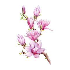 Magnolia branch with flowers watercolor illustration. Hand painted vintage style spring tender blossoms on the twig. Pink magnolia on white background
