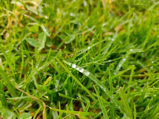 dew drops on grass, dops, drop on grass, leaves, leaves, nature, plant, leaf, grass, garden, lawn, water, macro, herb, dew, green, drop, meadow, closeup, fresh, flora, food, agriculture, growth, drops