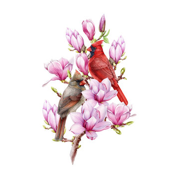Garden birds on blooming magnolia branch. Watercolor vintage style illustration. Painted beautiful birds with tender magnolia spring flowers. Cardinal bird couple on a branch on white background