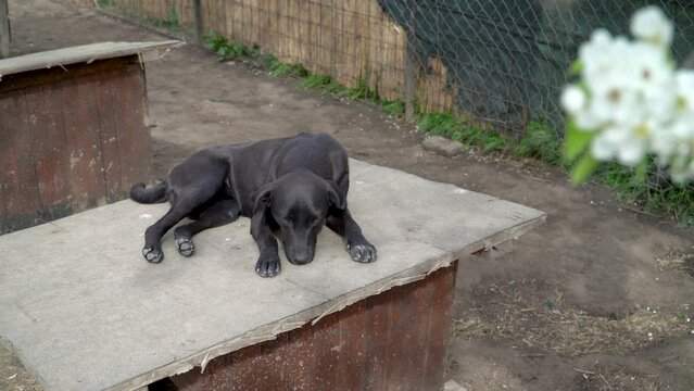 Dogs in animal shelter. Hungry dogs are waiting for food. Feeding animals at the shelter. Caring for animals.
Homeless and unwanted dogs in animal shelter. 

