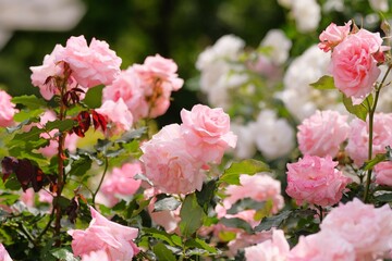 pink rose in full blooming	

