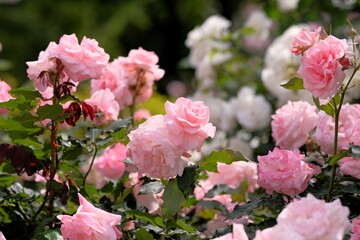 pink rose in full blooming	