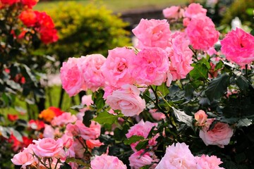 pink rose in full blooming	