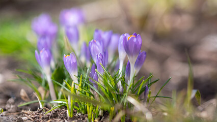 Beautiful crocus flowers in the garden. Early spring. Europe.