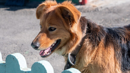 Dog on the street in the city. Portrait of a dog.