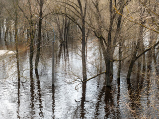 Obraz premium flooded forest in early spring, flooded trees in the water
