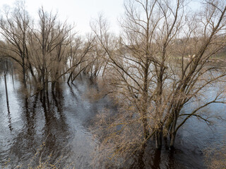Flooded trees on the bank of the river in early spring