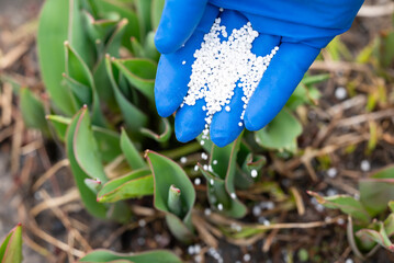 Close up of hand in blue medical glove fertilizing a young plant, sprinkling fertilizer it on young...