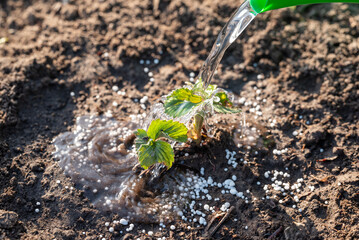 Biofertilizantes