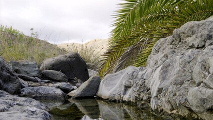 The little water from the stream reflects the stones and the thirsty palm tree on the surface. Climate change concept