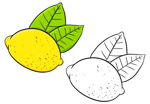 Illustration of lemon fruit and leaves. Perfect for artwork, t-shirts, cards, prints, picture books, coloring books, wallpaper, prints, etc.