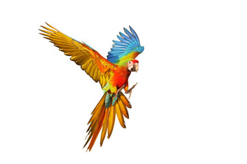 Colorful flying Shamlet macaw parrot isolated on transparent background png file