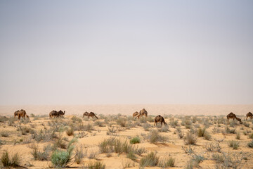 Fototapeta na wymiar Herd of camels in the Sahara - southern Tunisia