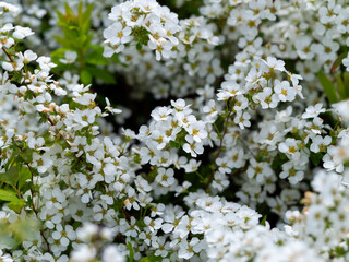 満開に咲いたユキヤナギのクローズアップ