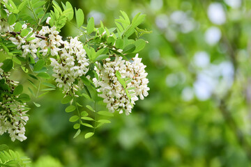 White acacia branch flowers. Edible black locust tree flowers. Robinia pseudoacacia beautiful clusters. 