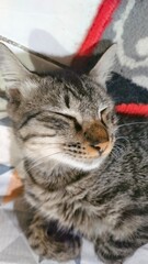 closeup face of a cute gray striped cat is sleeping