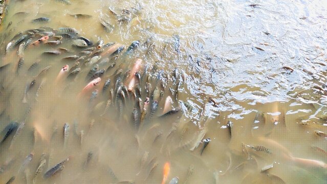 hundreds of goldfish were seen gathered together and excited when they were fed