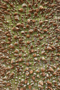 Beautiful close-up of the bark of ceiba insignis