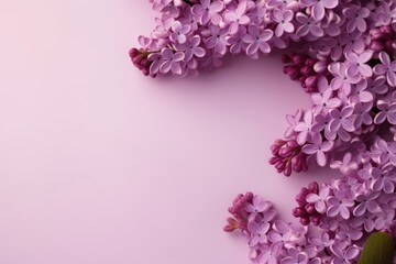 Fototapeta premium Cluster of fragrant lilac flowers artistically arranged on a soft pastel pink background with copy space. Lilac Flowers on Pastel Pink Background
