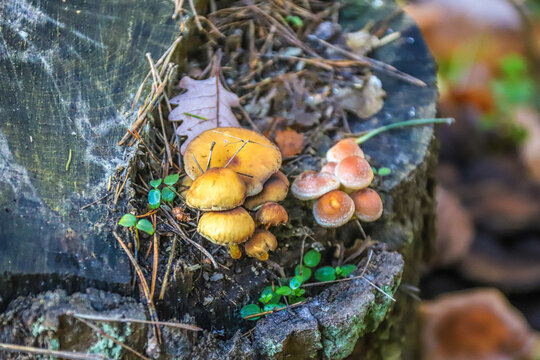 Baumpilz Pilz auf Baumstumpf im Wald