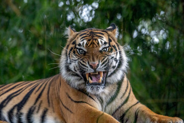 Close-up portrait of a Sumatran Tiger (Panthera tigris sumatrae) looking at camera, its mouth open...