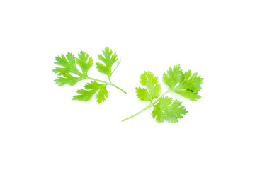 Green coriander leaves isolation on white background, Herbal plant, Food ingredient