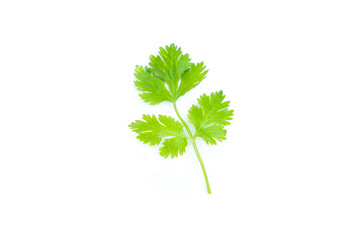 Green coriander leaves isolation on white background, Herbal plant, Food ingredient