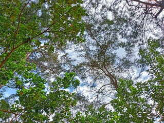 Branch of trees in the forest