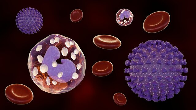 3d rendering of CMV or cytomegalovirus can be transmitted from blood donors with active (primary or reactivated) or latent infection