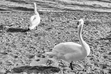 Beautiful white swan on the lake Bracciano, Italy