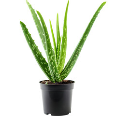 Aloe Vera Aloe barbadensis Ayurveda herb natural medicinal remedy ingredient, isolated on a transparent background