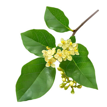 Agnimantha Premna integrifolia Ayurveda herb natural medicinal remedy ingredient, isolated on a transparent background